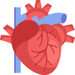 cardiology 
