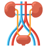 Urology
